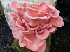 Seeds Mushroom Oyster Pink Rare Mycelium Spawn Dried Spores Organic Ukraine
