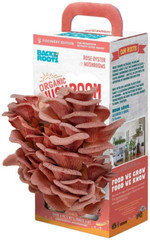 Organic Oyster Mushroom Grow Kit, Harvest Gourmet Mushrooms in 10 Days