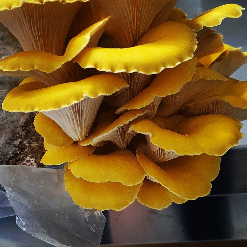 ORGANIC – Golden Oyster Mushroom (Pleurotus citrinopileatus) Liquid Culture