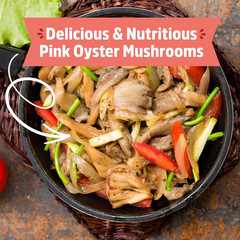 Organic Pink Miniature Mushroom Grow Kit, Harvest Gourmet Mushrooms in 10 Days