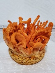 Gourmet Mushroom Culture Special! Over 180 Species Available at PrimeFungi
