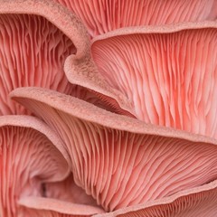 Beginner-Friendly Pink Oyster Mushroom Grow Kit – Just Spray & Watch Them Grow!