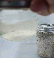MiniQuick Liquid Culture Kit. Spore Germination. Fast And Reliable.