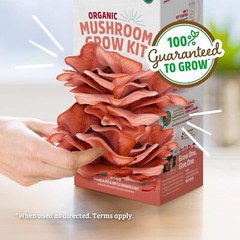 Pink Oyster Mushroom Growing Kit Organic Indoor Planting Easy Gourmet Harvest