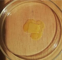 2 Stck. Blob gelber Schleimpilz yellow slime mold, nicht Physarum Polycephalum