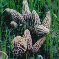 Morel Grow Kit & Morel Sticker