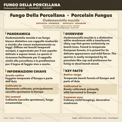 Oudemansiella mucida Liquid Culture • Porcelain Mushroom • Gourmet Mycelium