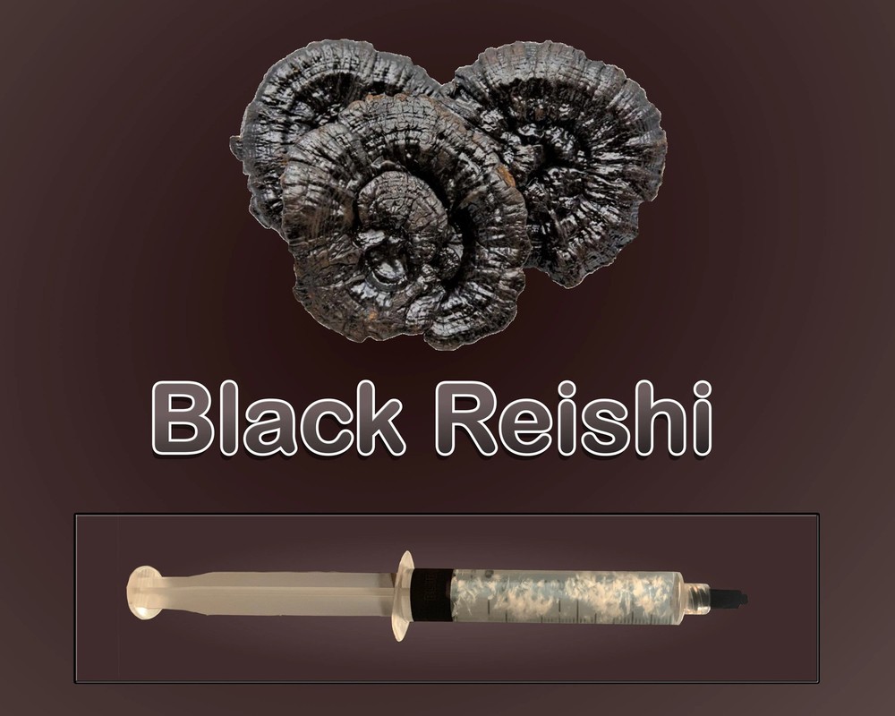 Black Reishi Liquid Culture Syringe 10ml Ganoderma Medicinal Mushroom Live