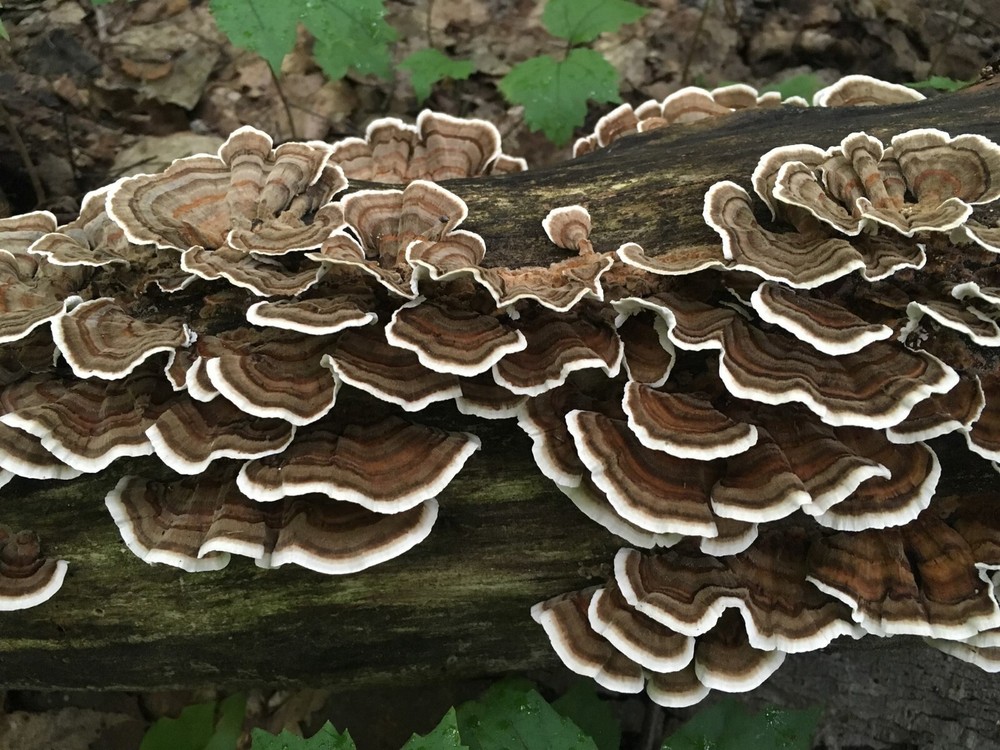 Turkey Tail Mushroom Liquid Fungi Culture 10ml