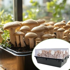 24 Adhesive Monotub Filter Disks, 2.5″ Size for Enhanced Mushroom Cultivation