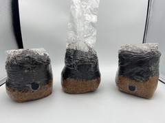 ALL IN ONE MUSHROOM GROW BAG
