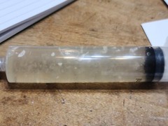 LION’S MANE Living Liquid Culture Syringe 10cc Mushroom Mycelium
