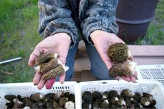 RARE! 3 Pack! Black Morel Mushroom – Garden Grow Kit – Organic – Spawn – Starter