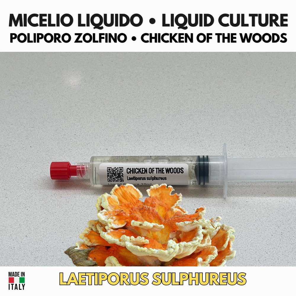 Laetiporus sulphureus Liquid Culture • Polyporous Sulfin Mycelium 10ml