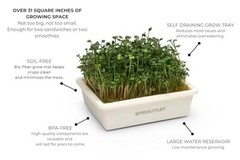 Sproutlet Self-Watering Microgreens Growing Kit – Easy Indoor 1-Pack Pearl