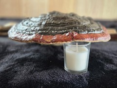 Ganoderma Reishi Red Banded Mushroom Harvested in the Western U.P. of Michigan