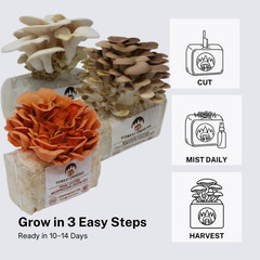 Specialty Trio Oyster Mushroom Grow Kit 3-Pack Variety – Beginner Friendly & Eas