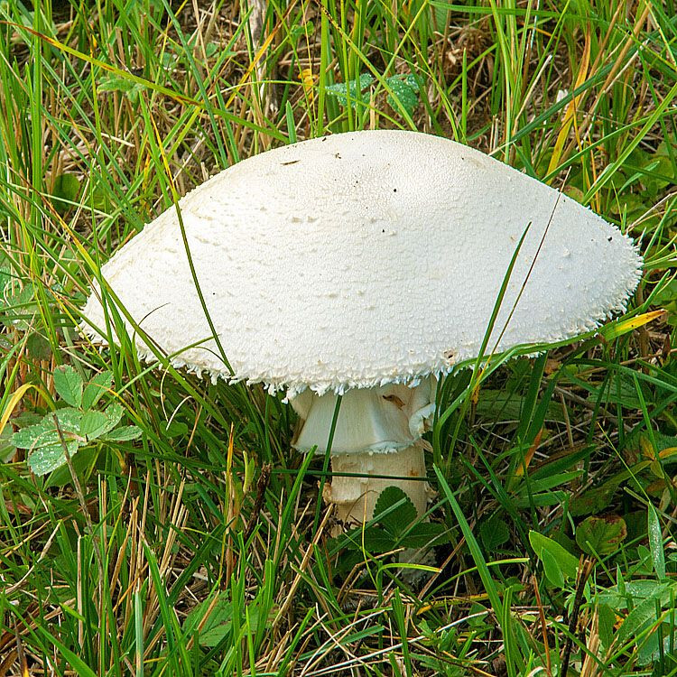 Horse Mushroom (Agaricus arvensis) Liquid Culture