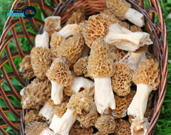 TRUE Morel Mushroom Grow Kit Grow Morel Mushrooms at Home and Garden