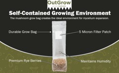 Sterilized Rye Berry Mushroom Substrate (6 x 1lb bags)