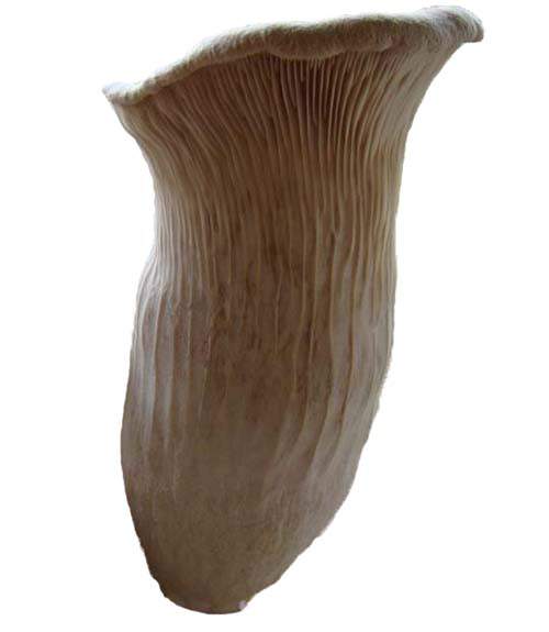 Funcia di basiliscu (Pleurotus nebrodensis) Liquid Culture