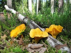Seeds Mushroom Chanterelle Yellow Mycelium Spawn Spores Organic Ukraine