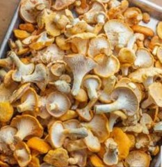 4 Pack! Chanterelle Mushroom – Garden Grow Kit – Organic Mushroom Starter