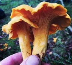 6 Pack! Chanterelle Mushroom – Garden Grow Kit – Organic Mushroom Starter