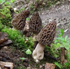 Seeds Mushroom Morel Conical Mycelium Spawn Grow Kit Dried Spores Organic