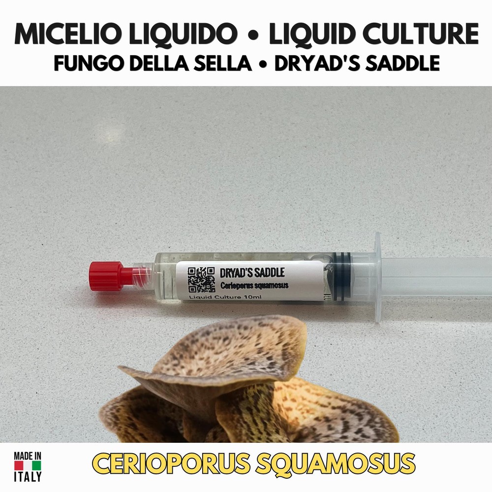 Cerioporus squamosus Liquid Culture | Polyporous Scales Mushroom Saddle Gourmet