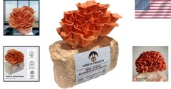 Grow Delicious Pink Oyster Mushrooms at Home – Unique Gift Idea for Foodies