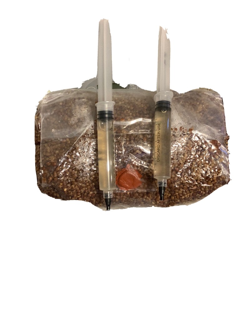 Oyster Mushroom Grain Spawn – Starter Kit – 3lbs Of Sterilized Grains, 1 LC