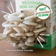 Back to the Roots Organic Mini Mushroom Grow Kit, Harvest Gourmet Oyster