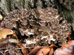 Seeds Mushroom Maitake Grifola Frondosa Mycelium Spawn Spores Organic Ukraine