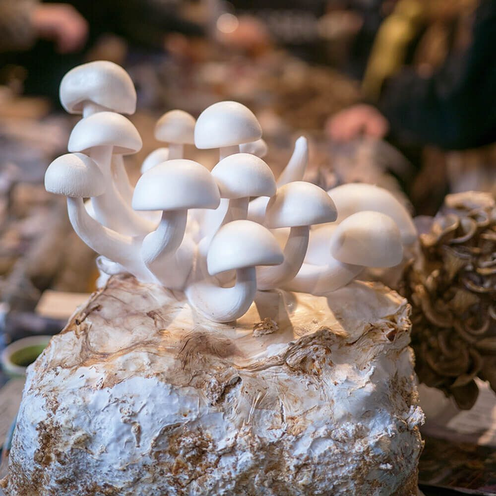 White Beech Mushroom (Hypsizygus tessellatus) Liquid Culture