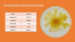 2x Physarum Polycephalum, Slime Mold, Blob, Slime Mushroom, High Quality