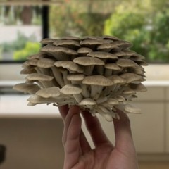 Brown Oyster Mushroom Farm – Indoor Mushroom Growing Kit -Edible Oyster Mushroom