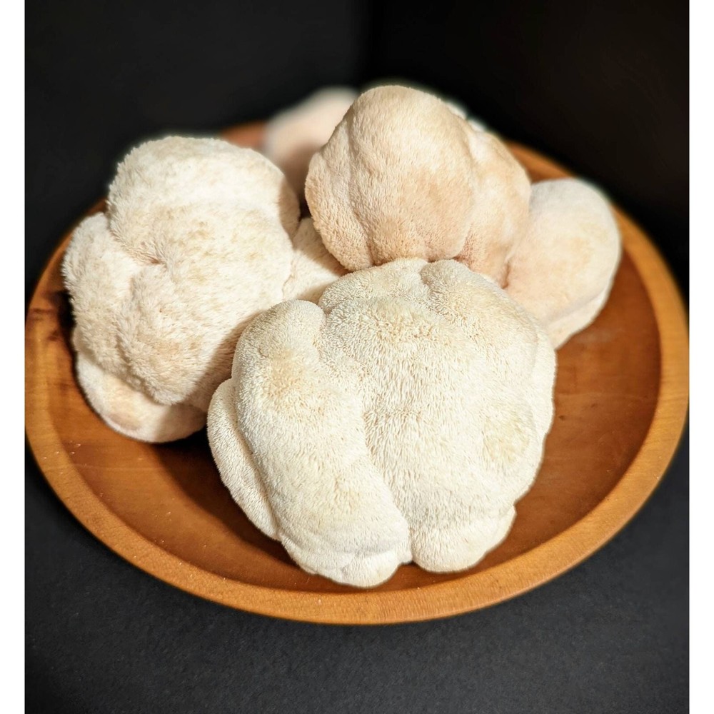 Lions Mane Mushroom (Heat Tolerant Strain) Liquid Culture Hericium erinaceus