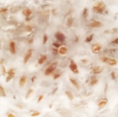 Chicken of the Woods Mushroom Grain Spawn (1 pound)