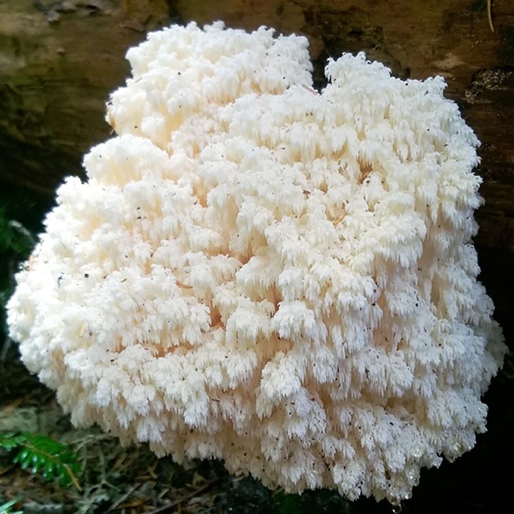 Bear’s Head Mushroom (Hericium abietis) Liquid Culture