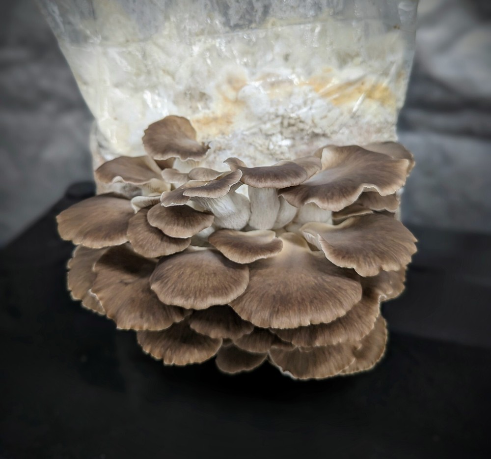 Chocolate Brown Oyster Mushroom Liquid Culture Pleurotus ostreatus