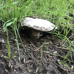 Sidewalk Mushroom (Agaricus bitorquis) Liquid Culture