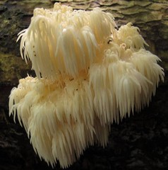 Bears Head Tooth (Hericium Americanum) Mushroom Liquid Culture