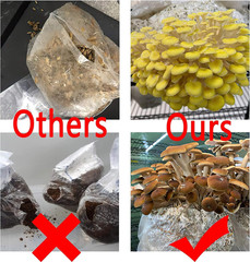50 Pack, Mushroom Grow Bags, Heavy Duty 6 Mil Polypropylene Mushroom Substrate B