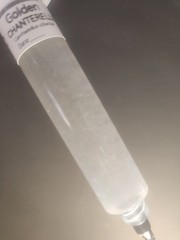 Golden Chanterelle Liquid Culture Syringe