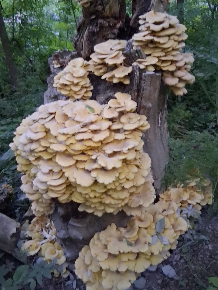 Oyster Mushroom Growing on Tree Stump Outdoor Photo, Edible Beige Cream