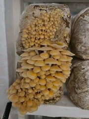 5lb Sawdust/Grain Spawn Mix