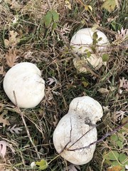 giant Puffball Mycelium Spores PUFF BALL Mushroom inoculation bottle