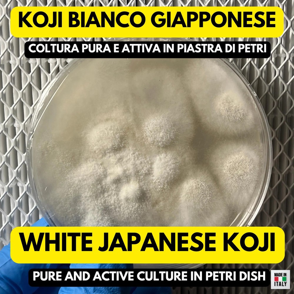 White Koji Aspergillus oryzae Colonized Petri Plate Fermentation Miso Sake