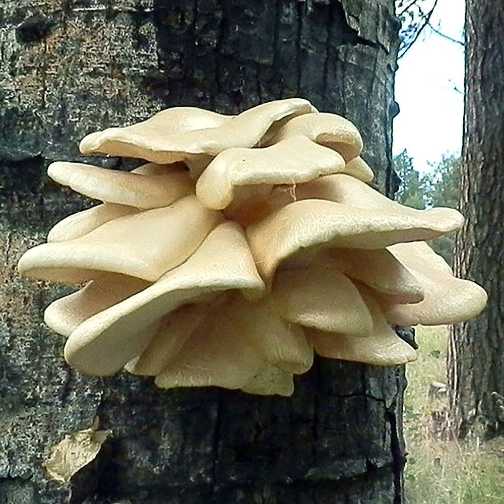 Aspen Oyster (Pleurotus populinus) Liquid Culture